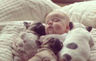 Perros y bebés