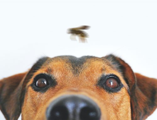 ¿Qué hacer si mi perro es picado por una abeja o avispa?