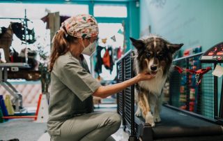 La importancia de la fisioterapia veterinaria