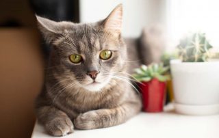 ¿Interior o exterior? Desvelando el misterio del estilo de vida ideal para tu gato