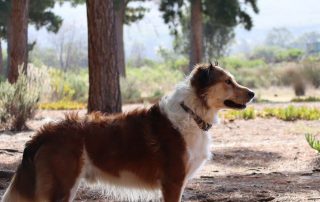 Protege a tu perro de las procesionarias del pino en Asturias y cómo actuar