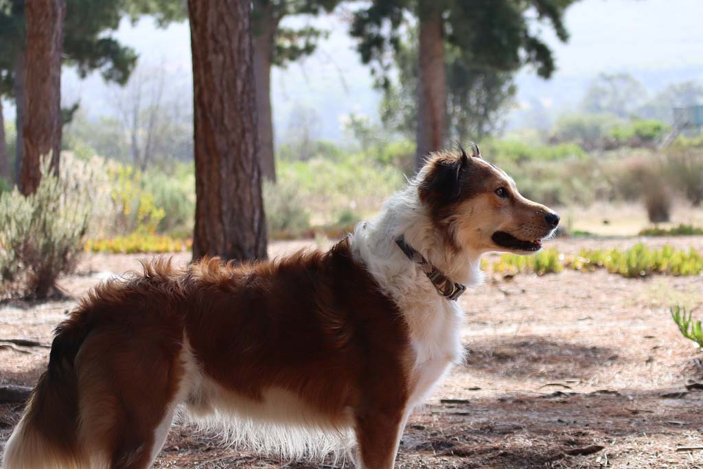 Protege a tu perro de las procesionarias del pino en Asturias y cómo actuar