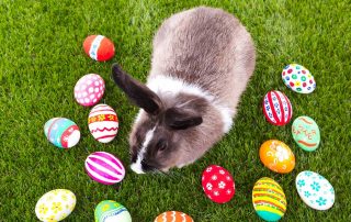 Consideraciones importantes antes de adoptar un conejo en Pascua