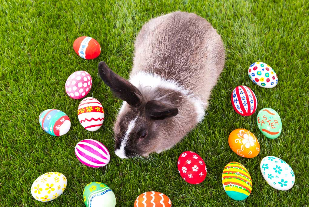 Consideraciones importantes antes de adoptar un conejo en Pascua