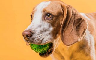 Guía para elegir juguetes perfectos para perros mayores