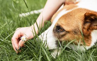 Las alergias más comunes que pueden afectar a tu perro