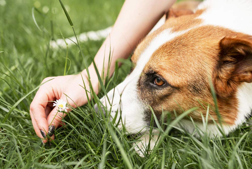 Las alergias más comunes que pueden afectar a tu perro