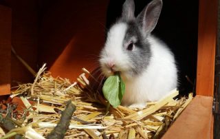 El encanto de los conejos enanos como compañeros domésticos