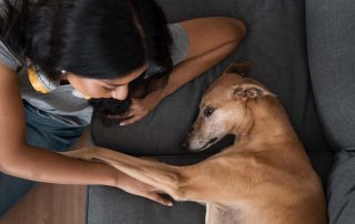Epilepsia en Perros y Gatos