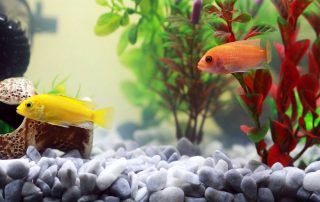 Consejos para preparar tu pecera y tener peces en casa