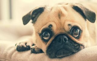 El cuidado de los ojos del pug o carlino