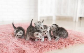 Cuidados fundamentales para el primer año de tu gatito
