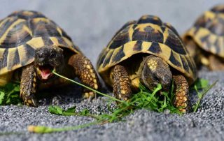 Cuidados y curiosidades sobre las tortugas