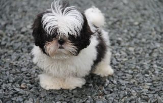 ¿Cómo cuidar el pelaje de un Shih Tzu?