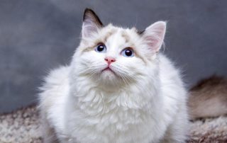 Cual es la funcion de los bigotes de un gato