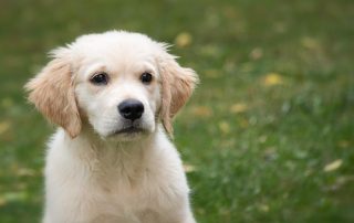Guía para la incorporación de un cachorro en tu hogar