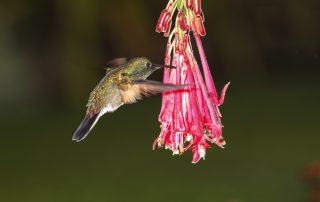 Curiosidades fascinantes sobre el mundo de las aves