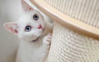 Como evitar que tu gato arañe muebles y otros objetos en casa