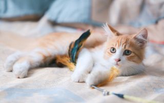 Como mantener a tu gato activo y saludable