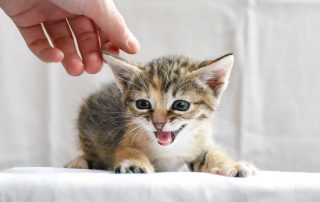 Como calmar el maullido excesivo en gatos