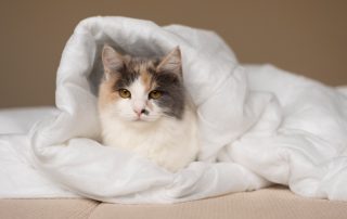Consejos esenciales para mantener a tu gato calido y comodo durante el invierno