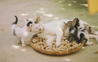 Como mantener a tu gato fresco y cómodo durante el verano