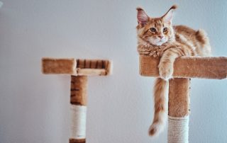 Porque prefieren los gatos los lugares altos