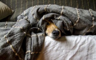 Estrategias efectivas para tranquilizar a tu mascota en noches de pirotecnia