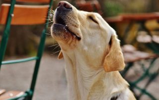 Razones detrás del aullido de tu perro