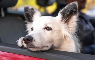Como hacer que viajar en coche con tu perro sea seguro y agradable