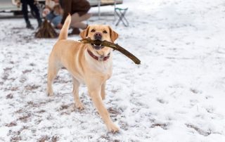 Guia para pasear a tu perro en climas frios y lluviosos