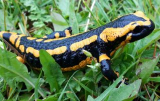 Curiosidades fascinantes sobre los anfibios que no conocías