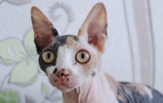 Guia completa para el cuidado de los gatos Sphynx