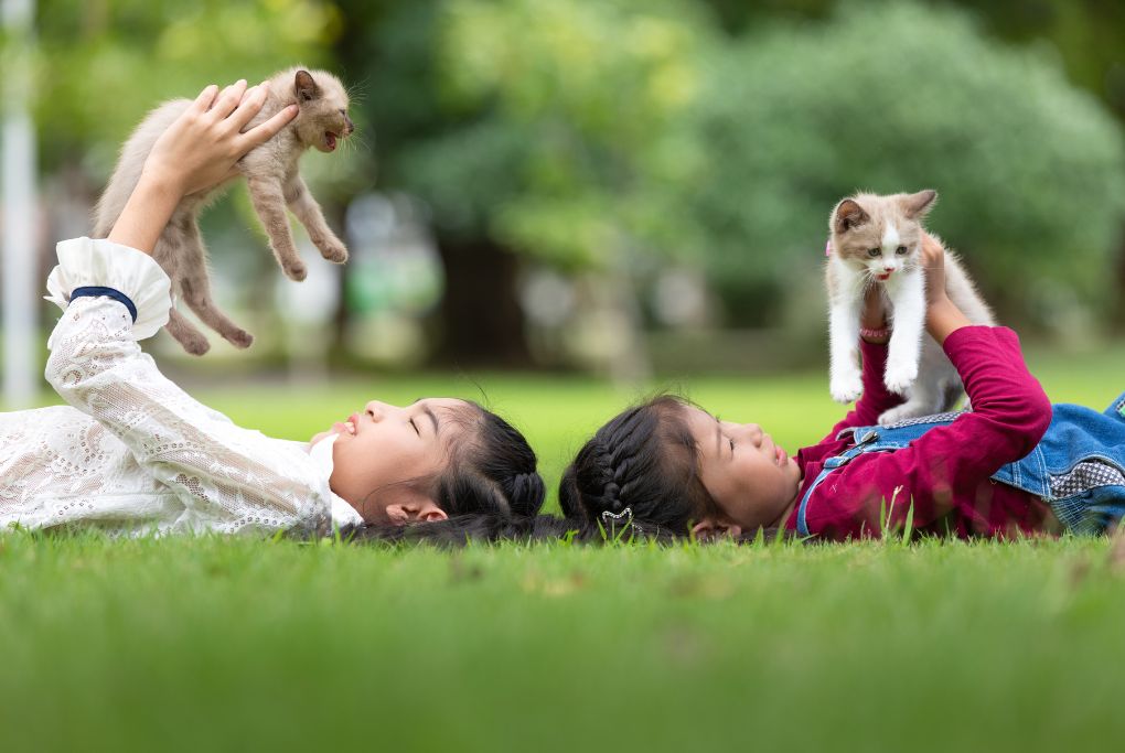 niñas con gatos ene l campo