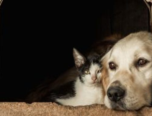 Cómo cuidar las patas a las mascotas