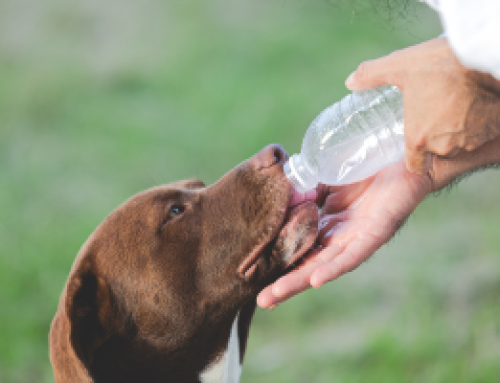 Golpes de calor en mascotas