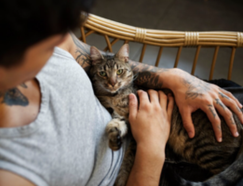 Como preparar la llegada de tu mascota a casa