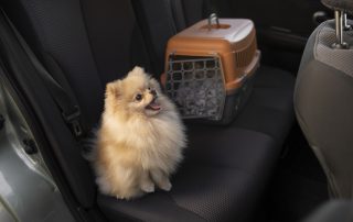 viajar con mascotas