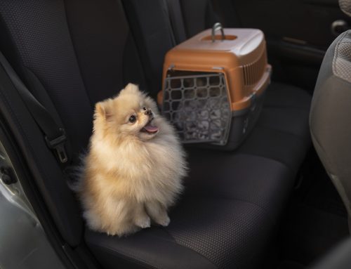 Como viajar en coche con tu mascota en vacaciones