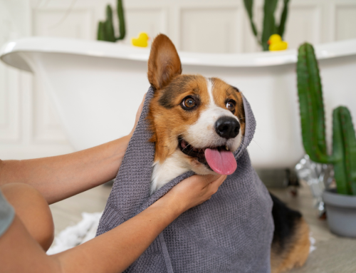 ¿Cada cuánto hay que bañar a tu perro?