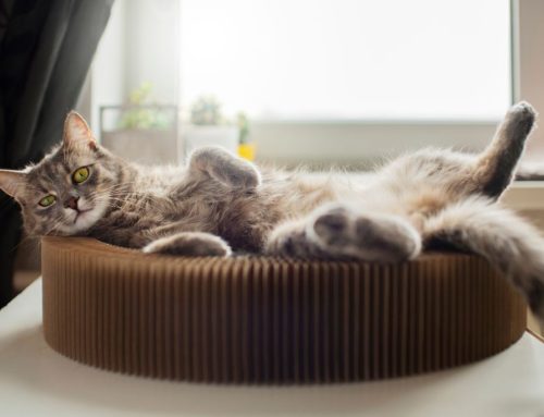 ¿Por qué mi gato está menos cariñoso cuando hace calor?
