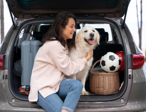 Viajar en verano con mascotas: todo lo que debes saber antes de salir