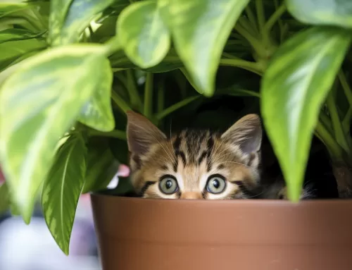 Mi gato se esconde más de lo habitual: ¿Qué puede estar pasando?