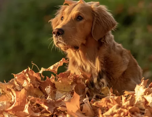 Los peligros del otoño para nuestros perros: cómo prevenirlos durante los paseos