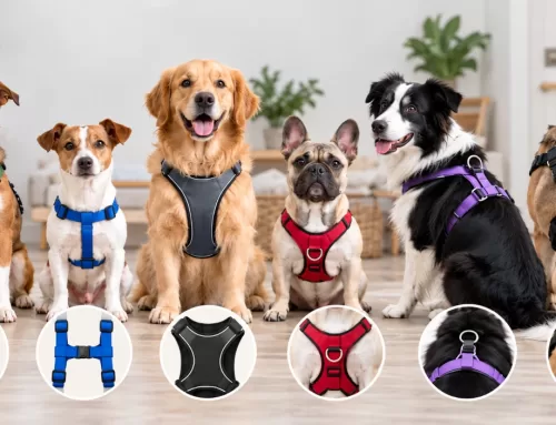 Tipos de arneses para perros: ¿Cuál es el más adecuado para tu mascota?