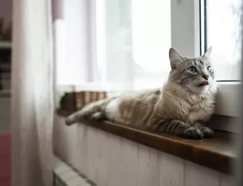 Enriquecimiento ambiental para gatos: cómo crear un hogar que favorezca su bienestar