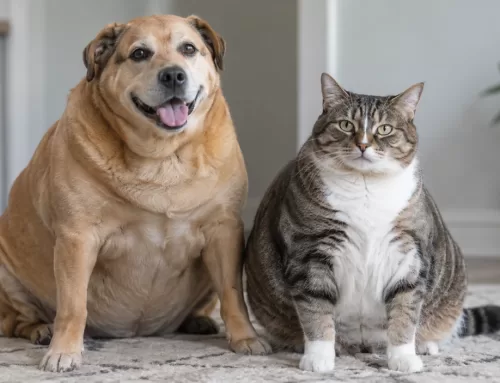 Cómo detectar el sobrepeso en perros y gatos