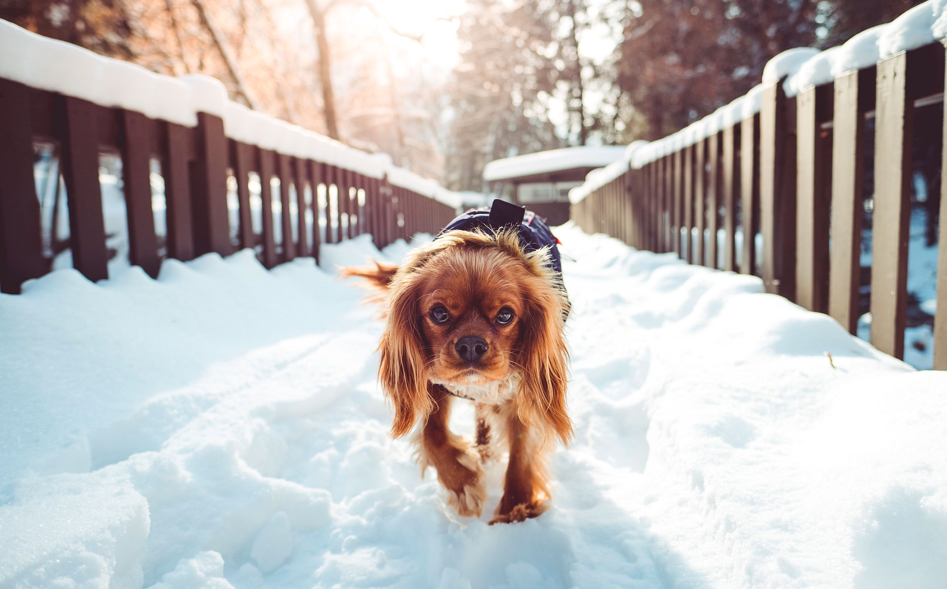 Perros en la nieve: por qué cuidarlos