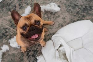Cómo afecta el sobrepeso a las mascotas