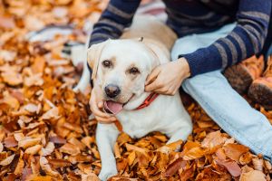 5 consejos para cuidar a nuestras mascotas en otoño